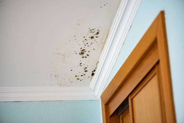Best Insurance-Related Mold Remediation in West Allis, WI