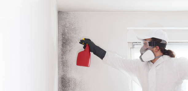 Best Emergency Mold Remediation in West Allis, WI