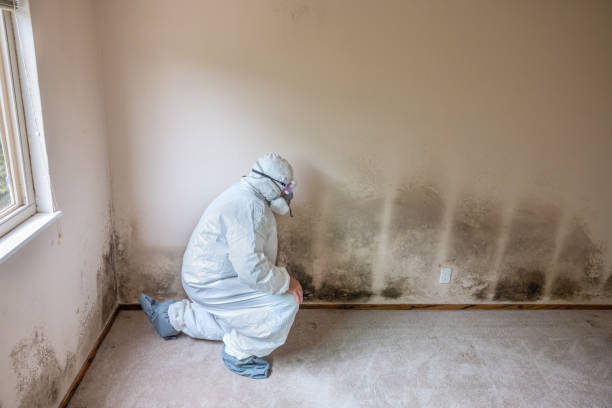 Best White Mold Remediation in West Allis, WI