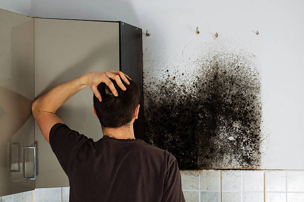 Best Kitchen Mold Remediation in West Allis, WI
