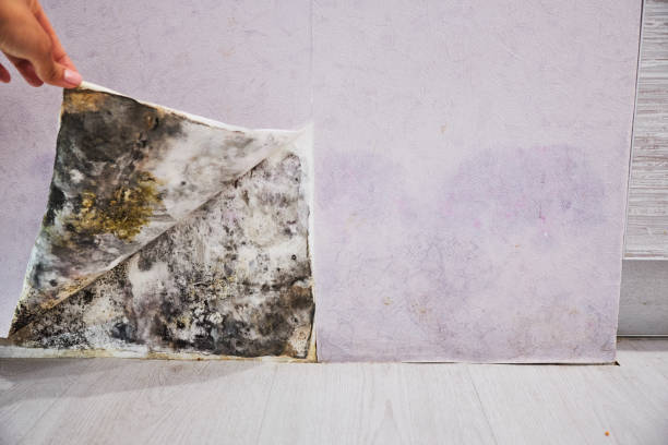 Trusted West Allis, WI Mold Remediation Experts